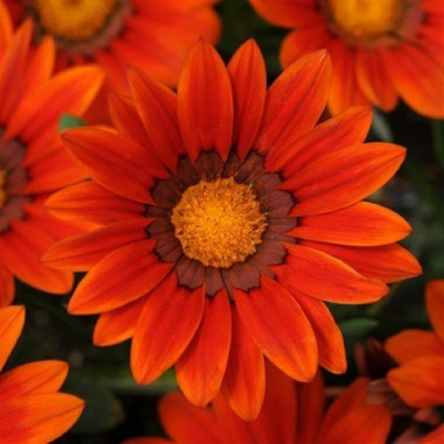Гацания жестковатая (Gazania rigens') New Day Бронз Шейдс