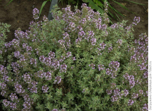 сильвер квин