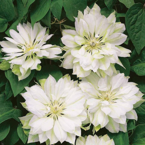Клематис Clematis "Yukiokoshi" : P9