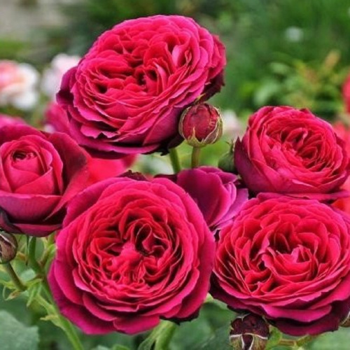 astrid_grafin_von_hardenberg