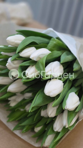 Роял вирджин 5