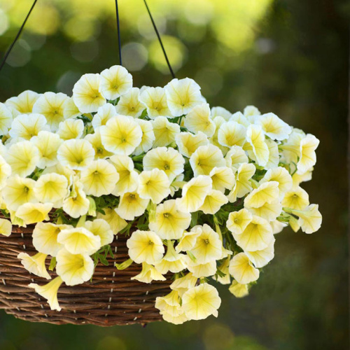 Петуния ампельная гибридная (Petunia х hybrida) "E3 Easy Wave F1" (Yellow) Кашпо 6л, 3 корня