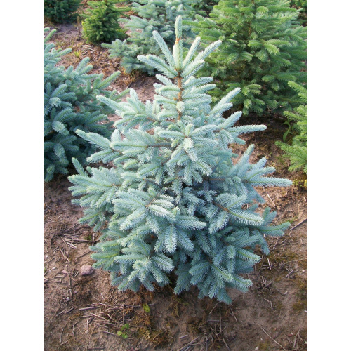 ElkolyuchayaKejbab-1000x1000