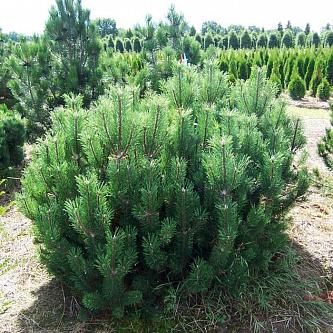 pinus mugo mughus