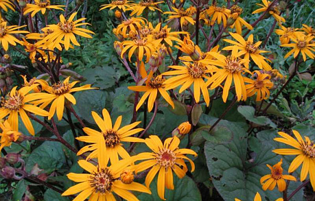 buzulnik-zubchatyy-dezdemona