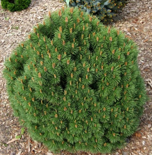 hnizdo
