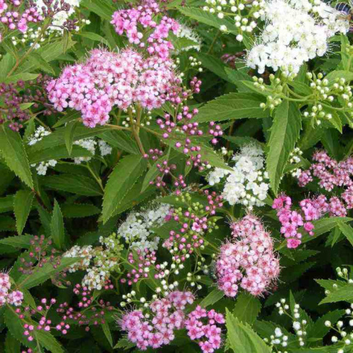 Спирея японская Spiraea japonica "Genpei" : C3