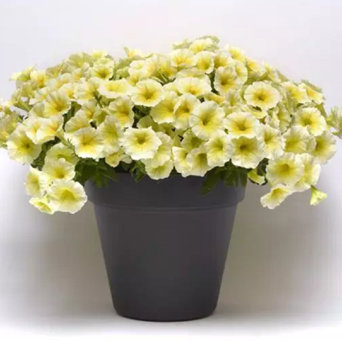 петуния е3 изи вейв еллоу