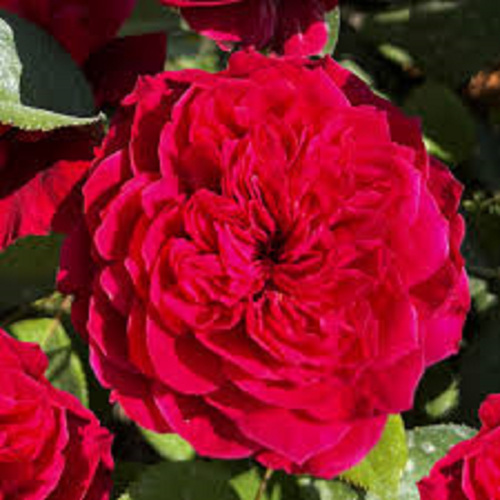 Джеймс парк