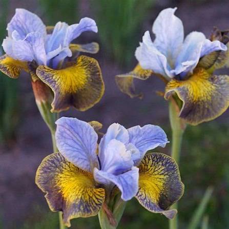 images (1)