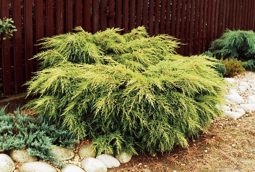 Juniperus-x-pfitzeriana-King-of-Spring