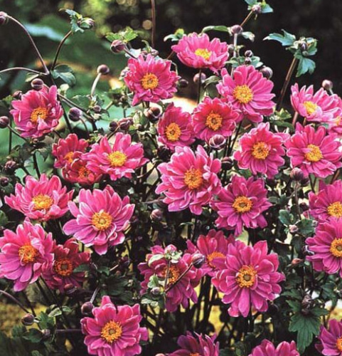 анемона Памина