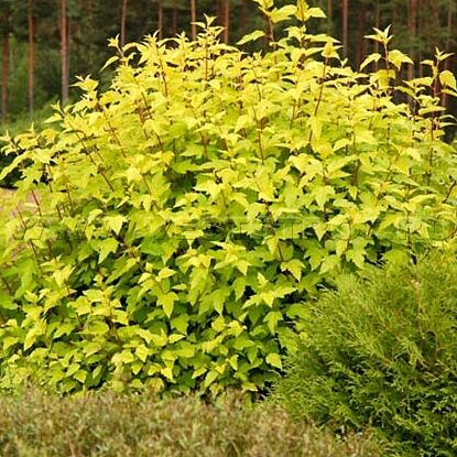 angel_gold_2021-09-08_17-53-21