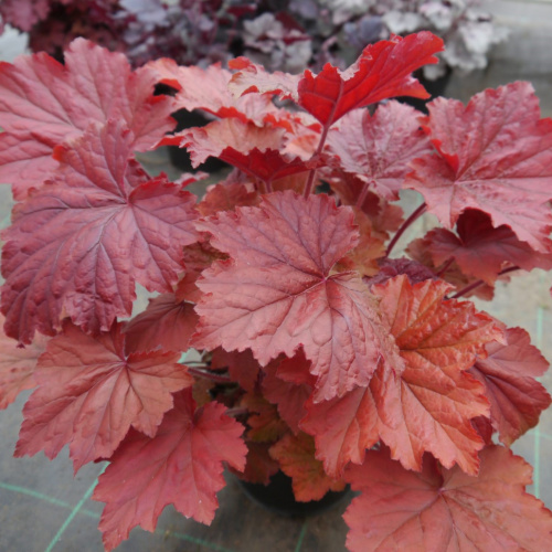 гейхера кровавый динозавр