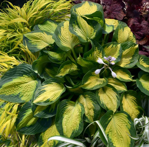 products-AlligatorAlleyWalters