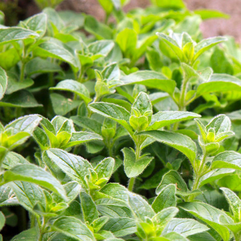 hot-and-spicy-02-480x480