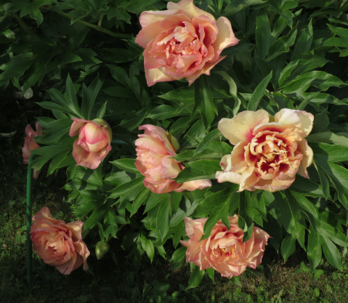 Пион Paeonia Itoh Callies Memory