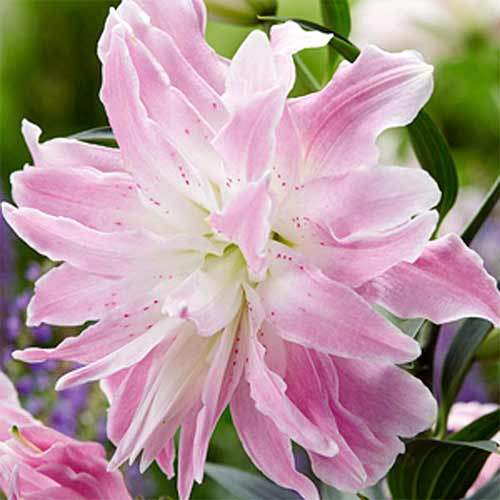 liliya-vostochnaya-mahrovaya-lotus-elegans