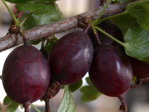 крыжовник Helyabinskij-slaboshipovatyj3