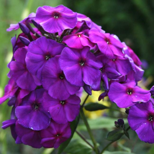 никольский