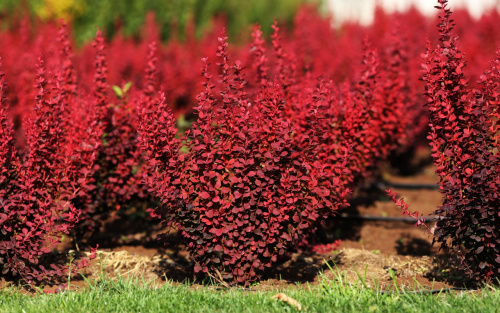 оранж рокет