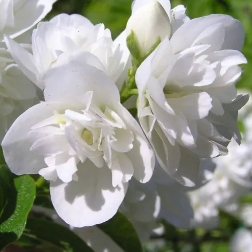 Жасмин ЖИРАНДОЛЬ