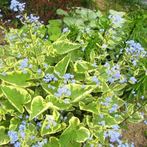 04098_brunnera_hadspen_cream_004
