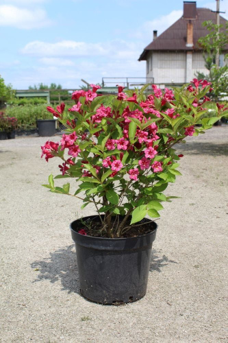 вейгела бристол руби