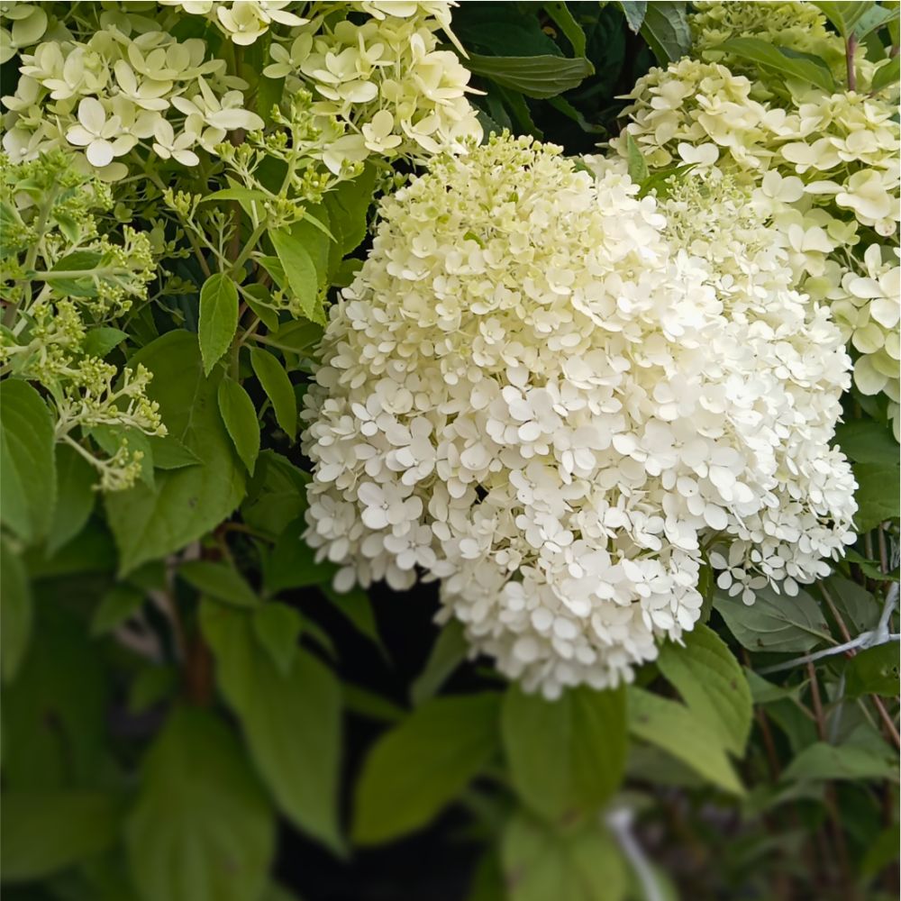 Декоративные кустарники за 150р