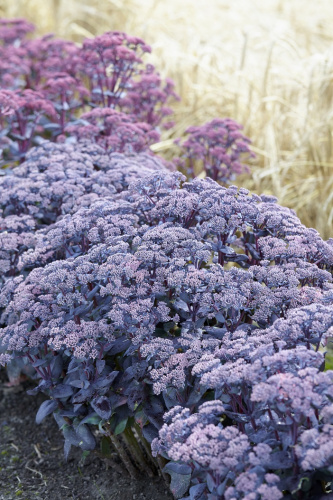 Sedum-Mojave-Jewels-Sapphire-web