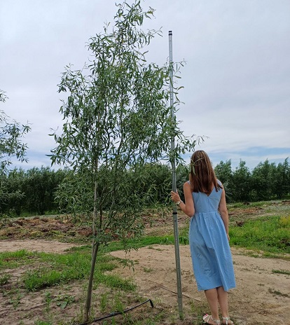 ива Извилистая лето 25