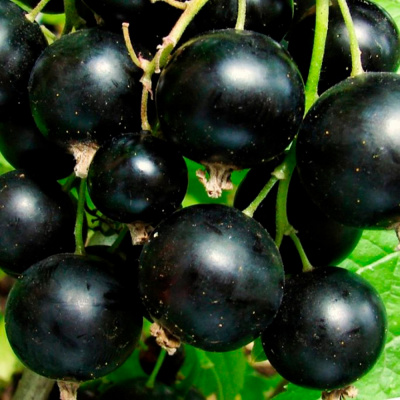 памяти Калининой