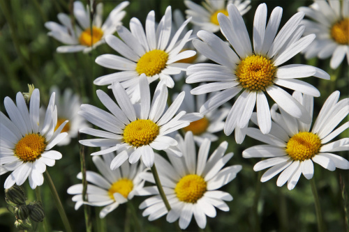 aa6a1e02e80cbe1fa06485ee11f7a75f