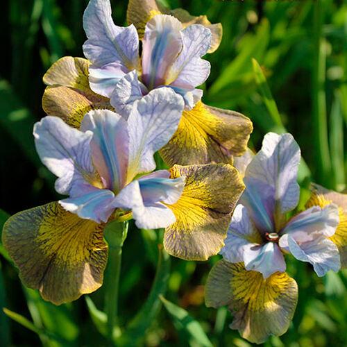 07196_iris_sibirskij_ankorked002_500_auto_jpg_5_80