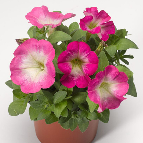 пикобелла роуз морн