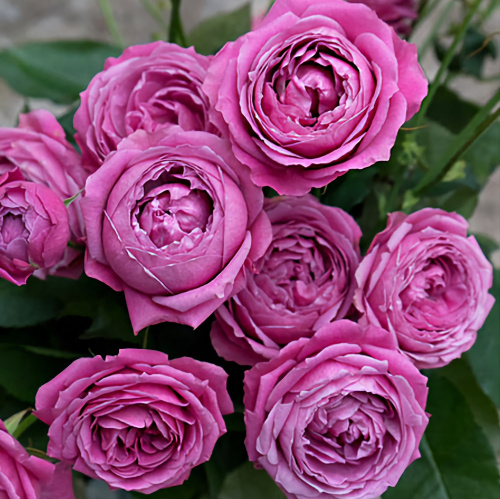 Роза спрей Misty Bubbles "Мисти Баблс" : С5