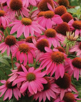 echinacea_pow_wow_wild_berry_1444725594