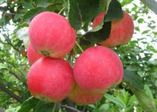 d30eac79ba5f7b1a34547719fe12fe3f-600x600