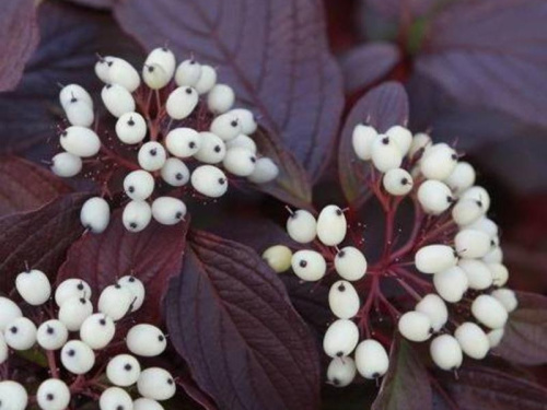 дерен сибириан перлс