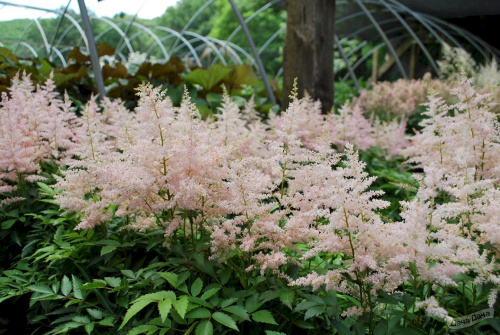 1690375852_dubabah-club-p-astilba-senseishn-laitkhaus-vkontakte-46