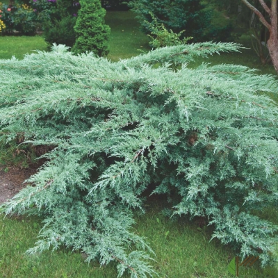 juniperus-virginiana-hetz2-400x400