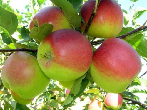 алтайское-зимнее