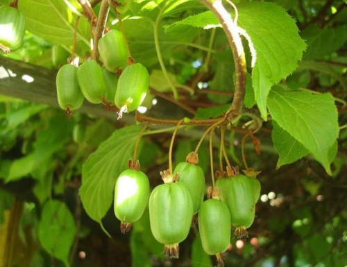 aktinidija-kolomikta-lakomka-lakomka-zhen