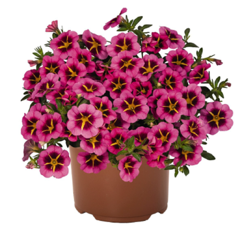 Калибрахоа амп. (Calibrachoa x hybrida) "Tik Tok" (Rose) : P9