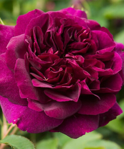 Роза английская Darcey Bussell "Дарси Бассел" : С5/7,5