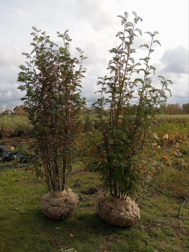 Рябина обыкновенная Sorbus Aucuparia куст : (Ком+сетка), h=250-350