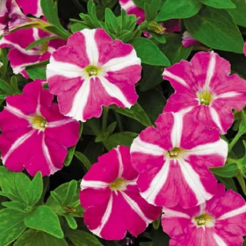 петуния пикобелла роуз стар