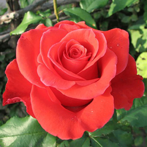 Роза чайно-гибридная Corvette "Корвет" : С5