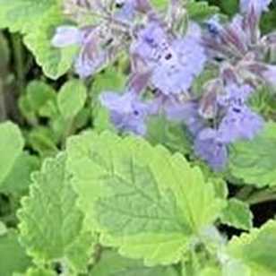 thumb_180_plant_21497_shoot_20160514233805