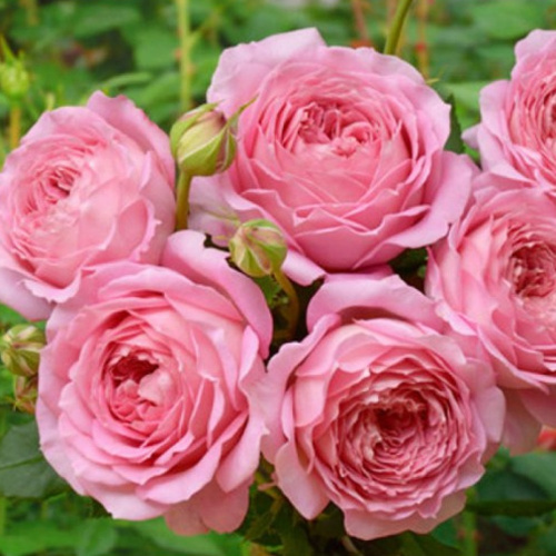 Роза английская Джубили-Селебрейшн 3-700x700